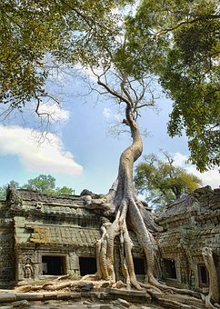 Angkor Wat 6 Banyan roots